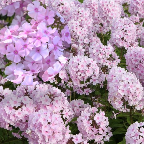 Phlox paniculata 'Rosa Pastell' - Aed-leeklill 'Rosa Pastell' P9/0,55L     